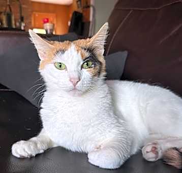 Photo of Baroness Biscuits