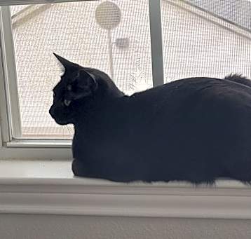 Photo of Batman