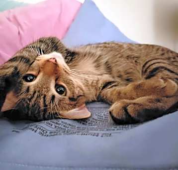 Photo of Rainey