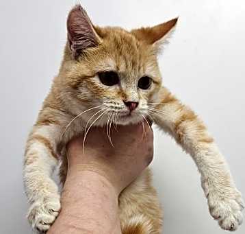 Photo of Steve (bonded to Dustin)