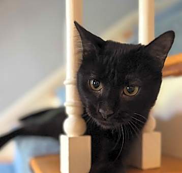 Photo of Slinky