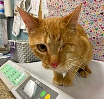 Photo of Pretzel