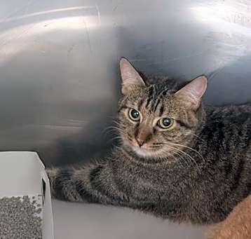 Photo of PEANUT