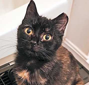 Photo of Fern
