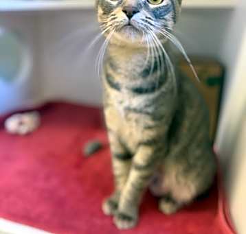 Photo of Muffin