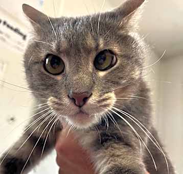 Photo of Simon
