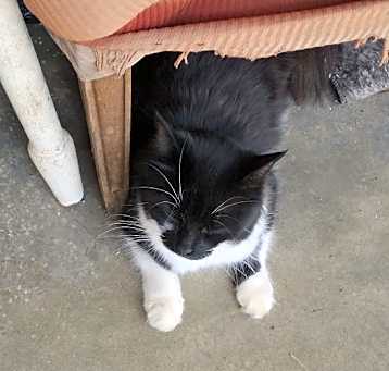 Photo of Gracie