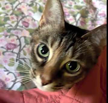 Photo of Artemis