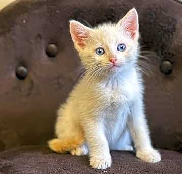 Photo of Puff