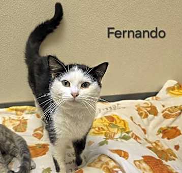 Photo of Fernando