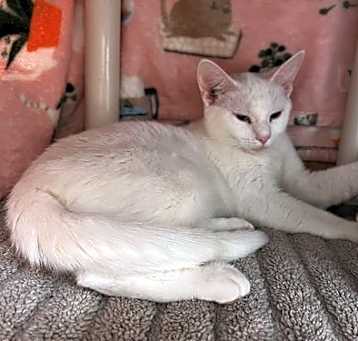 Photo of 2505-0877 Maggie (Off Site Foster)