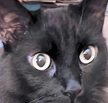 Photo of Jinx