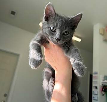 Photo of Nugget