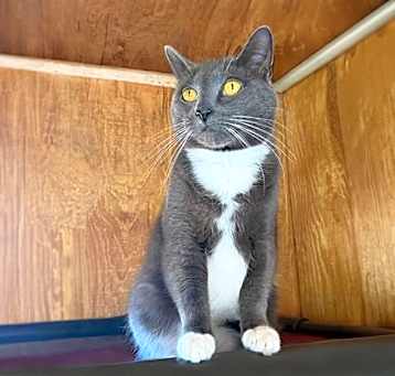 Photo of Bandito