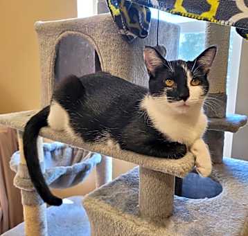 Photo of Domino