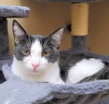 Photo of Binx