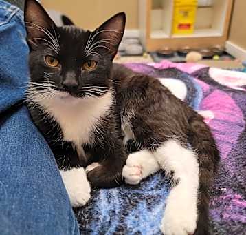 Photo of Hex