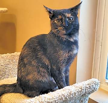 Photo of Calypso