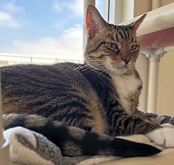 Photo of Missy