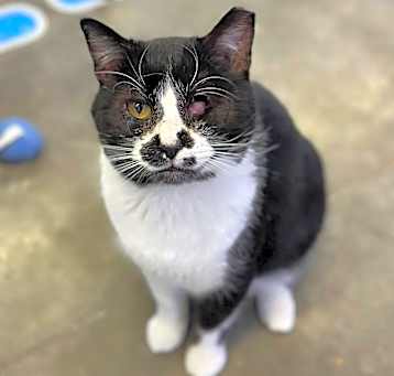 Photo of Popeye