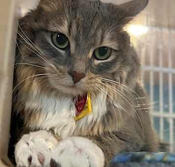 Photo of Smooch - AVAILABLE