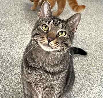 Photo of Tigger