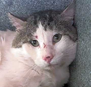 Photo of Freddy (Barn Cat)