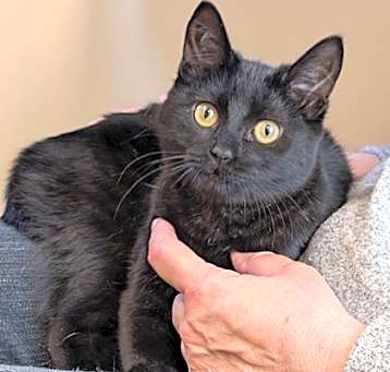 Photo of HENRIETTA