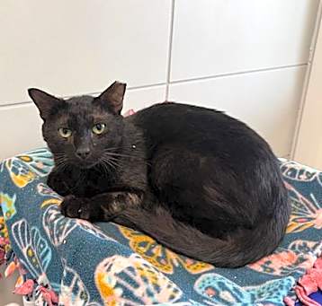 Photo of ONYX
