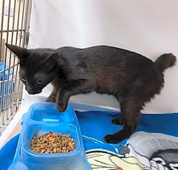 Photo of BATTY
