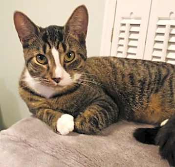 Photo of Dexter
