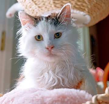 Photo of Ferris
