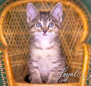 Photo of Jalepeno