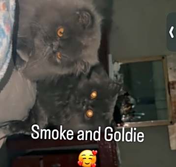 Photo of Goldie