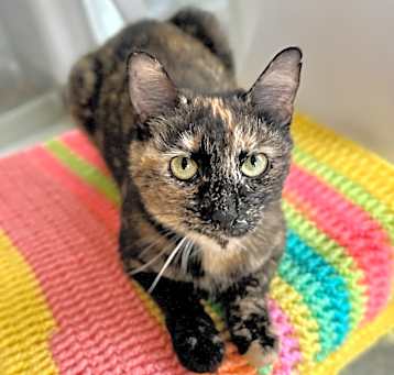 Photo of Jasmine