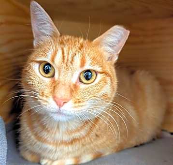 Photo of Munchkin