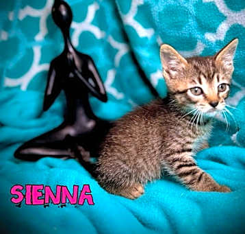 Photo of Sienna