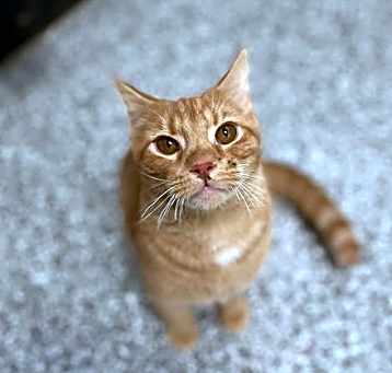 Photo of Bisquick