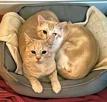 Photo of Mutt & Jeff