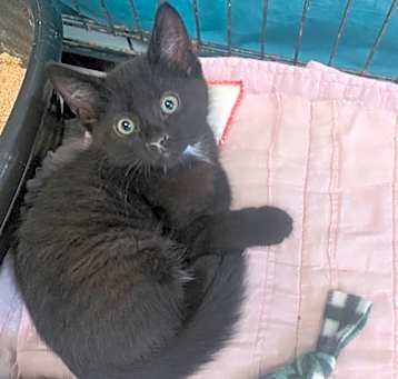 Photo of Kimchi