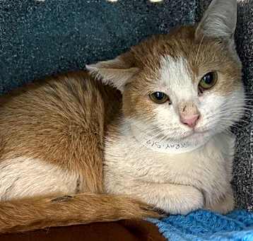 Photo of Daffodil