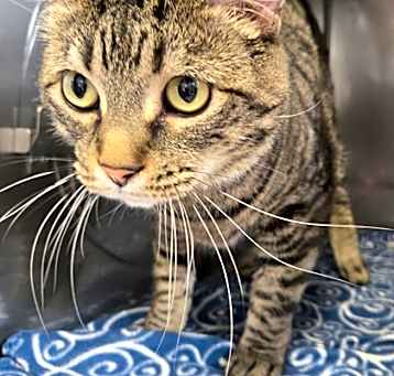 Photo of Mr. Kitty