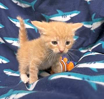Photo of Gustave (AVAILABLE 5/13)