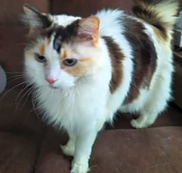 Photo of Kitters