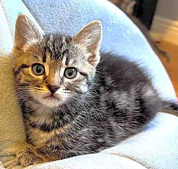 Photo of FLUFFY