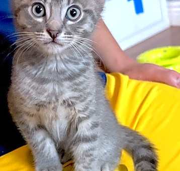 Photo of RASCAL - Bonded with Stormy