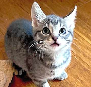 Photo of STORMY - Bonded with Rascal