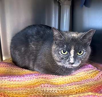 Photo of Willow