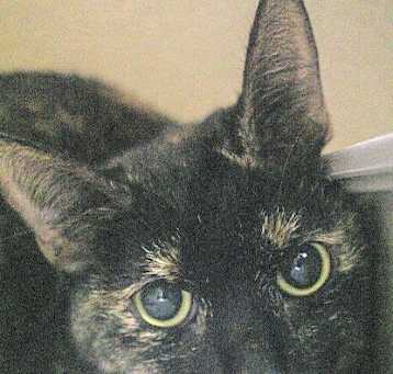 Photo of Smellerbee