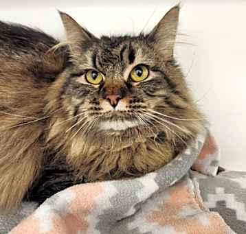 Photo of Mowgli 206067